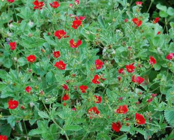 Potentilla atrosanguinea