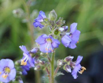 Polemonium caeruleum