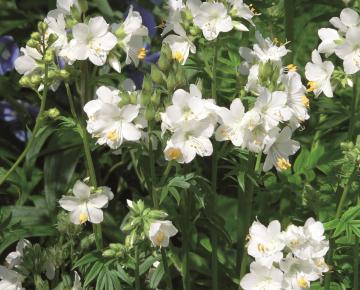 Polemonium caeruleum 'Album'