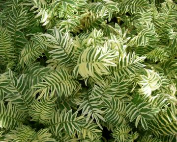 Polemonium caeruleum 'Brise d'Anjou' ®