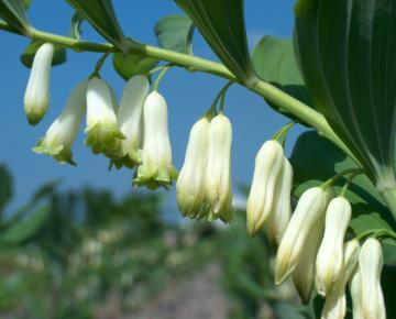 Polygonatum commutatum