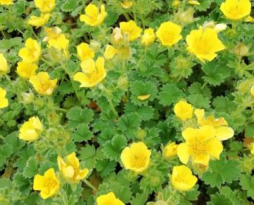 Potentilla megalantha (fragiformis)