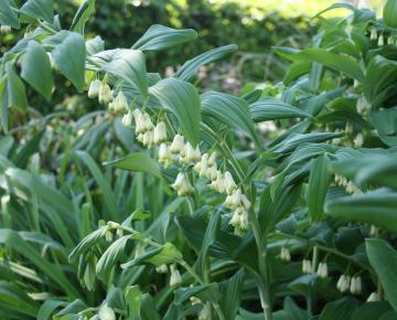 Polygonatum multiflorum