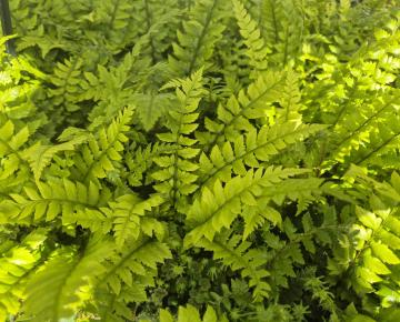 Polystichum neolobatum