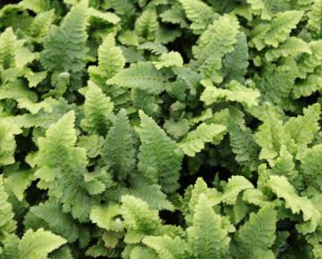 Polystichum setiferum 'Congestum'