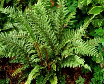 Polystichum neolobatum 'Shiny Holly Fern'