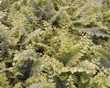 Polystichum setiferum 'Plumoso-densum'