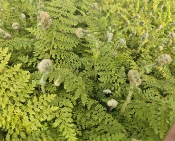 Polystichum setiferum 'Plumosum'