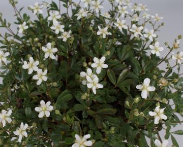 Potentilla tridentata 'Nuuk'