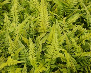 Polystichum tsus-simense