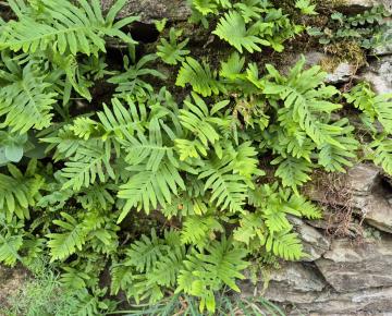 Polypodium vulgare