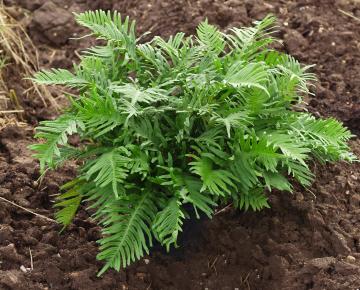 Polypodium vulgare 'Whitley Giant'