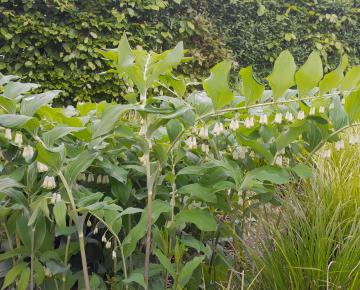 Polygonatum hybridum (x) 'Weihenstephan'