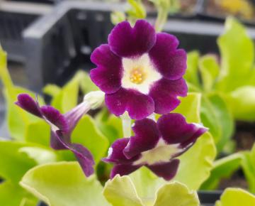 Primula auricula (pubescens)