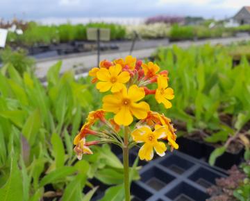 Primula bulleyana