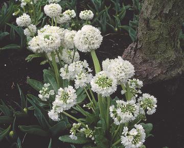 Primula denticulata 'Alba'