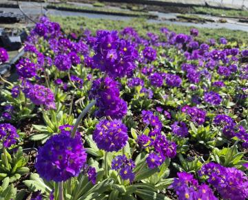 Primula denticulata 'Cashmeriana'