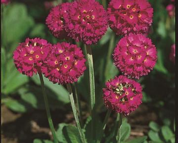 Primula denticulata 'Rubin'
