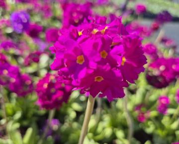 Primula denticulata 'Rubin'