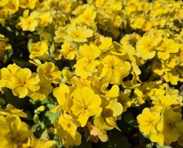 Primula elatior 'Veristar Mid Yellow'