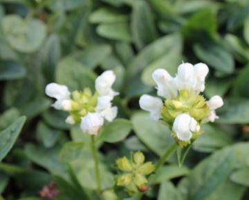 Prunella grandiflora 'Alba'