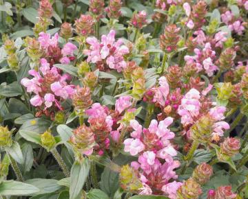 Prunella grandiflora 'Loveliness Pink'