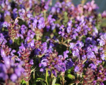 Prunella grandiflora