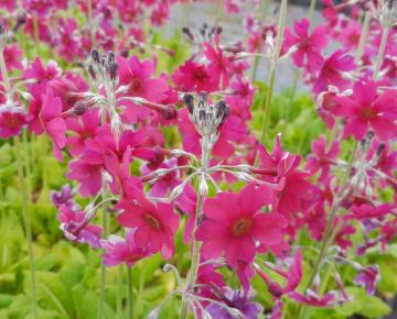 Primula japonica 'Miller's Crimson'