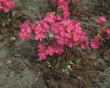 Primula rosea 'Gigas'
