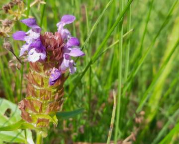 Prunella vulgaris