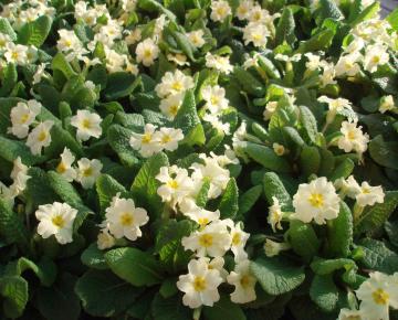 Primula vulgaris
