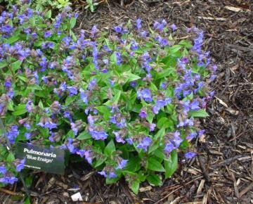 Pulmonaria angustifolia 'Blue ensign'