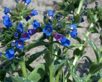 Pulmonaria longifolia 'E.B.Anderson'