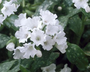 Pulmonaria officinalis 'Sissinghurst White'