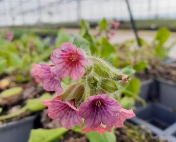 Pulmonaria rubra