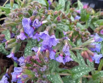 Pulmonaria 'Trevi Fountain'
