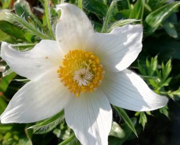 Pulsatilla vulgaris 'Alba'