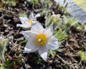 Pulsatilla vulgaris 'Alba'