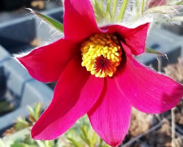 Pulsatilla vulgaris 'Röde Klokke'
