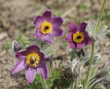Pulsatilla vulgaris