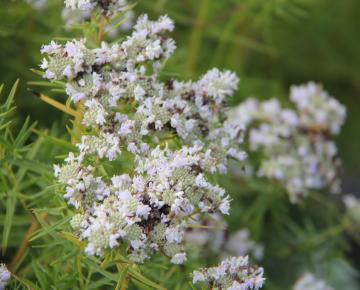 Pycnanthemum flexuosum