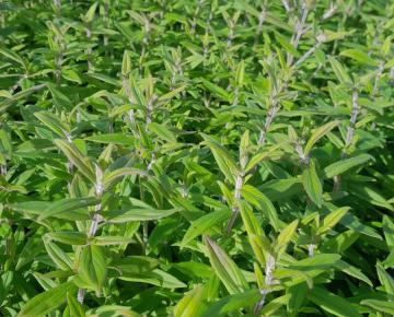 Pycnanthemum pilosum