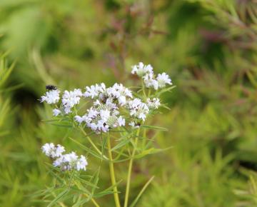 Pycnanthemum tenuifolium