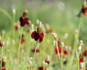 Ratibida columnifera f. pulcherrima