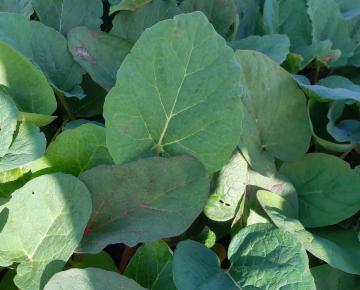 Rheum palmatum var.tanguticum