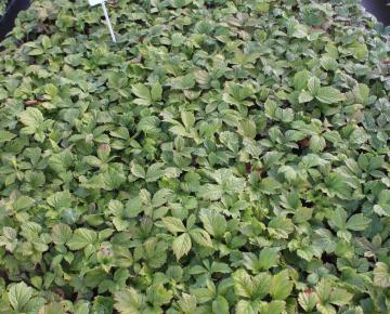 Rodgersia aesculifolia