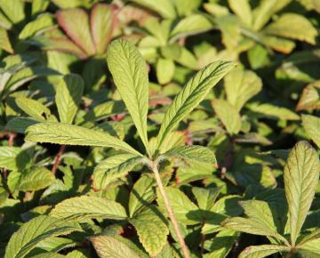 Rodgersia aesculifolia var. henrici