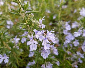 Rosmarinus officinalis 'Capri'