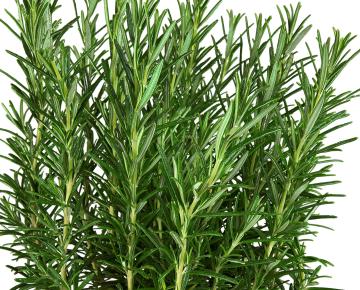 Rosmarinus officinalis