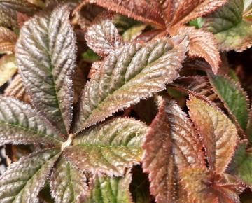 Rodgersia pinnata 'Bronze Peacock'